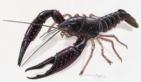 Procambarus clarkii.jpg