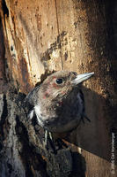 redheadwoodpecker hole.jpg
