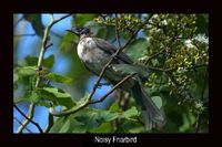 noisyfriarbird.jpg