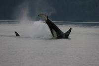 orca robinwbaird-cascadiaresearch.jpg