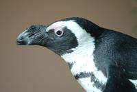 adult african penguin.jpg