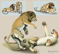 lion mating habits.jpg