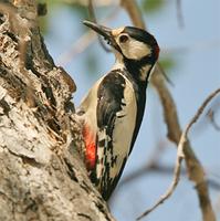 white-winged-woodpecker-kaz-2007.jpg