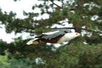 african fish eagle.jpg