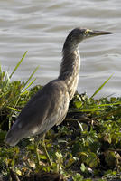 61474025.Indian Pond Heron Ardeola grayii.jpg