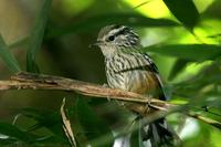 Ochre-rumped antbird.jpg