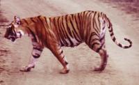 tiger3.jpg