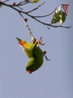 Bird027B Vernal Hanging Parrot.jpg