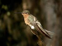 giant hummingbird.jpg