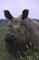 indian rhino.JPG