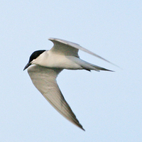 gull-billed-tern-kaz-2007.jpg