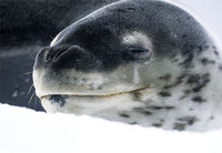 leopard-seal.jpg