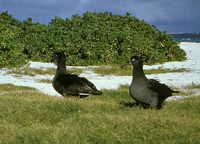 blackfooted albatross pair x copy1.jpg