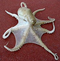 octopussy.jpg