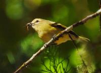 Yellow-winged Vireo.jpg