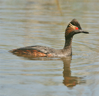 black-necked-grebe-kaz-2007.jpg
