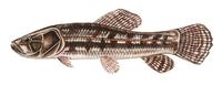 Hoplias malabaricus.jpg