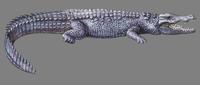 Crocodylus palustris.jpg