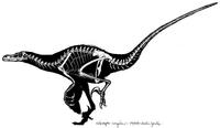 velociraptor skelett.jpg