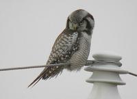 northern hawk owl ra.jpg