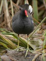 moorhen030731-9217.jpg