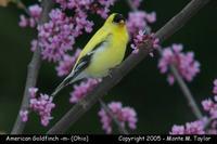 goldfinch american m1a.jpg