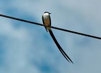 Fork-tailed Flycatcher front.jpg