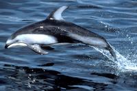 species pacific ws dolphin.jpg