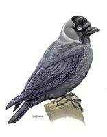 Corvus monedula.jpg