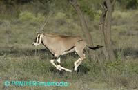 Oryx gazella beisa 00388BSNR.JPG