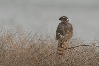Sparrowhawk.jpg