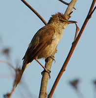 240px-Clamorous reed warbler.jpg