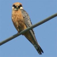 red-footed-falcon-kaz-2.jpg