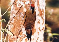 Black-naped-Woodpecker.jpg
