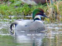 IMG 5920 falcated duck.jpg