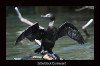 littleblackcormorant3.jpg