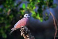 Red Collared-Dove.jpg