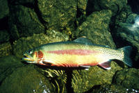 goldentrout.jpg