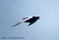 White winged tern(010630)-1.jpg