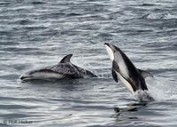 dolphins ws14.jpg