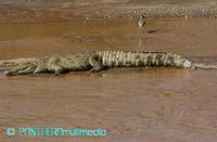 Crocodylus niloticus ssp 00018BSNR.JPG