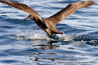 Black footed Albatross Cameron.jpg