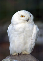 snowy-owl.jpg