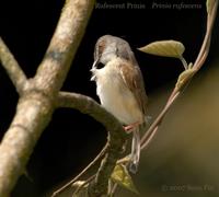 77555503.l8aCFAxs.RPrinia 8345b.jpg