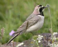 shorelark-arm-0904.jpg