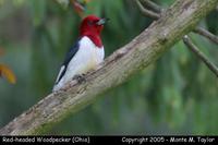 woodpecker red-headed 1a.jpg