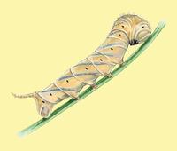 Acherontia atropos larva.jpg