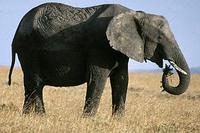 Elephant13 9 93.jpg