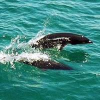dolphin northernrw.jpg