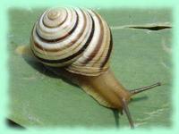 especes cepaea vindobonensis.jpg